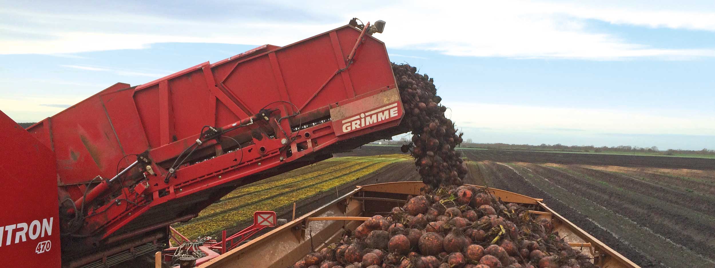 Stan White Farms family business supply all the beetroot bottling, vac pac and fresh markets in the United Kingdom and Europe