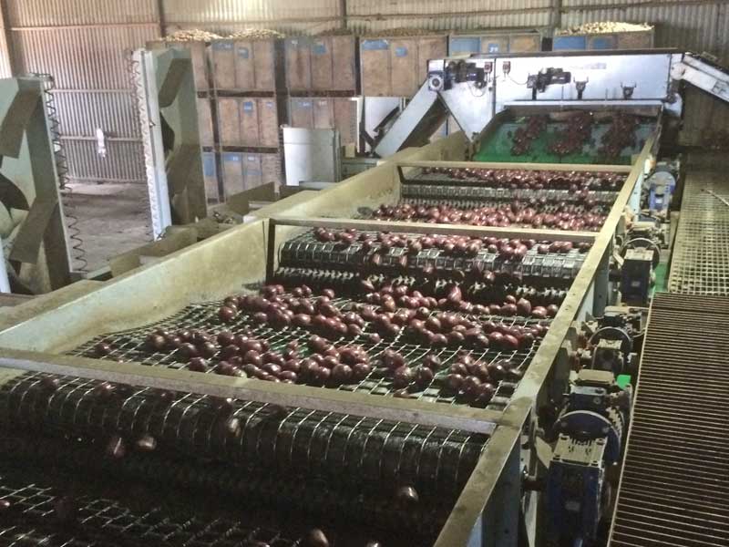 Beetroot crop is graded into size and quality at Stan WHite Farms, Nottinghamshire, England