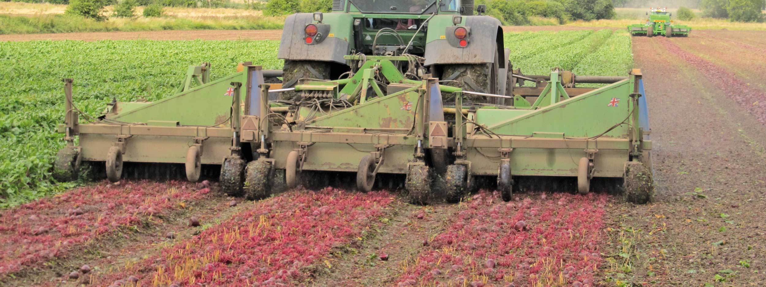 Beetrook UK provide quality beetroot to Britain and the European market